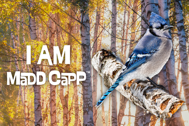 I AM 拼圖|我是藍樫鳥, 300 系列