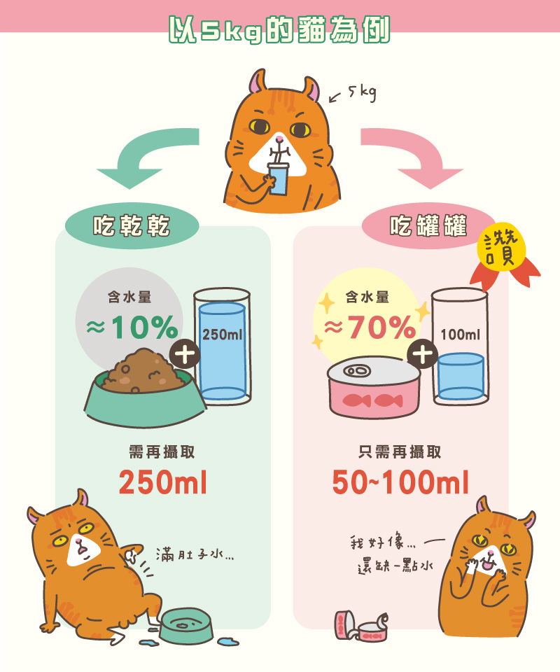 貓咪喝水計算