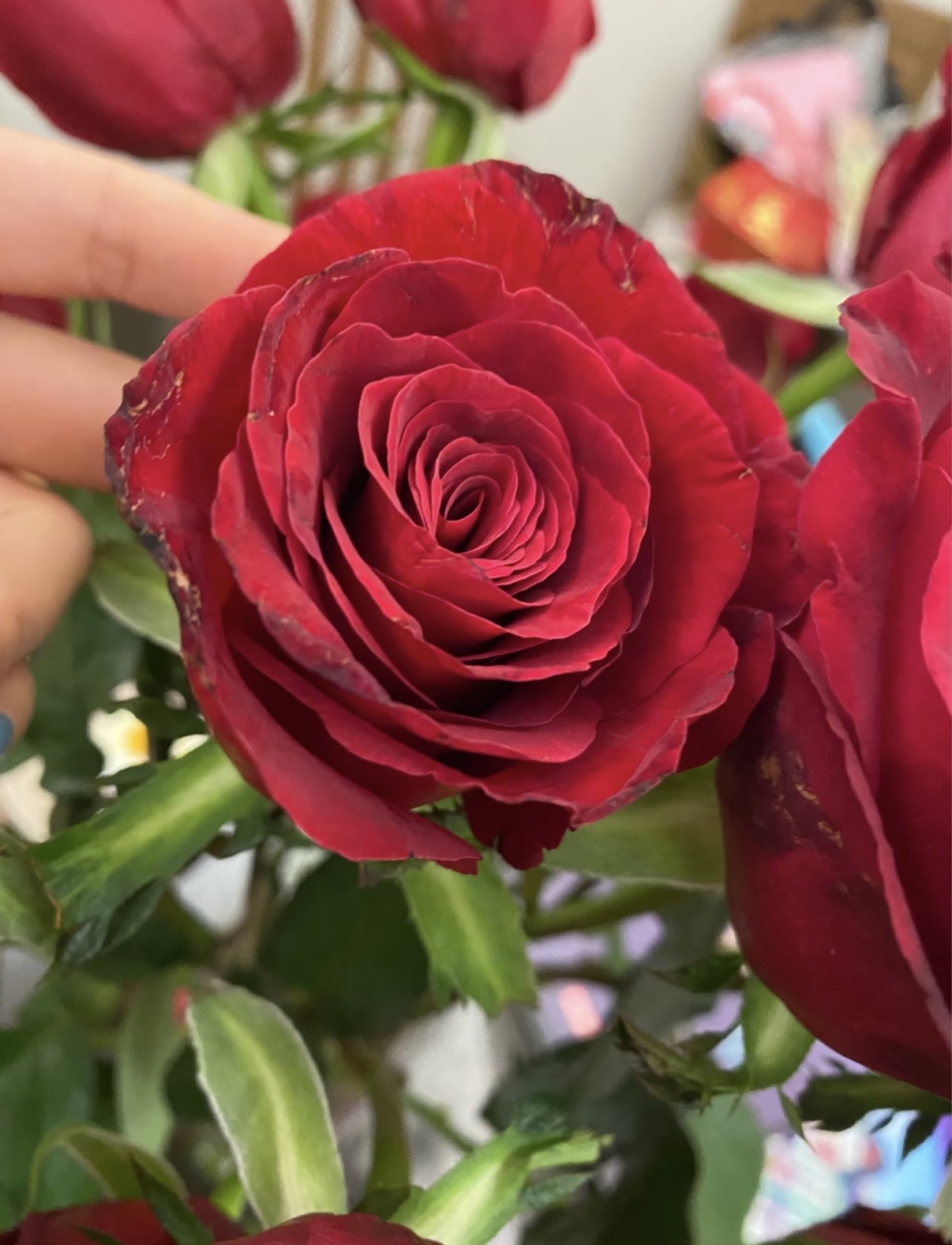 紅玫瑰保護瓣-玫瑰保護瓣-玫瑰黑邊