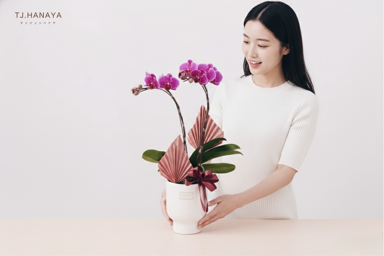 蘭花盆栽尺寸示意圖及情境圖