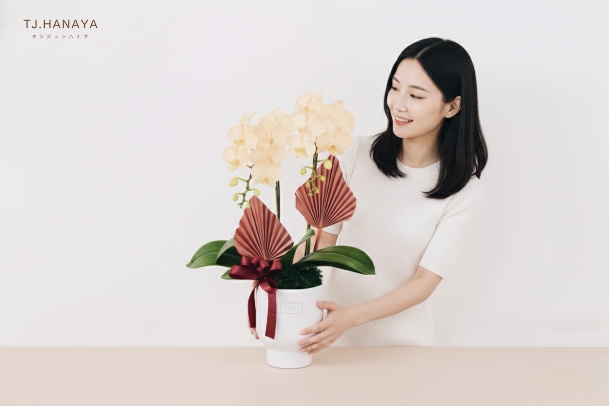 蘭花盆栽尺寸示意圖及情境圖
