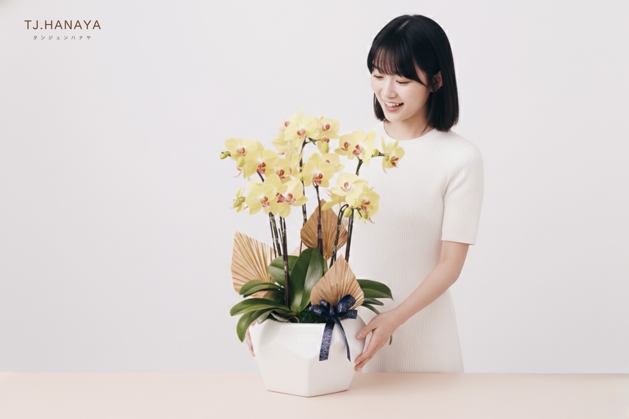 蘭花盆栽尺寸示意圖及情境圖