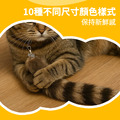 逗貓玩具替換羽毛頭10件組_6 逗貓玩具替換羽毛頭10件組_6