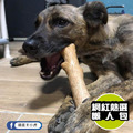 【耐咬史迪克】狗狗潔牙玩具(4尺寸)全犬種適用_4 【耐咬史迪克】狗狗潔牙玩具(4尺寸)全犬種適用_4