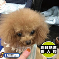 【貓狗每日營養補充】BokBok 毛小孩健康魚油 250ml_5 【貓狗每日營養補充】BokBok 毛小孩健康魚油 250ml_5