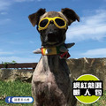 全新品出清【P.L.A.Y.龐克毛絨項圈 Spiked! by P.L.A.Y. Plush Collars】(3種尺寸)寵物造型項圈_4 全新品出清【P.L.A.Y.龐克毛絨項圈 Spiked! by P.L.A.Y. Plush Collars】(3種尺寸)寵物造型項圈_4