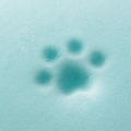 【頂級寵物床墊、坐墊】P.L.A.Y. 加州舒夢記憶床組_L(3色)【預購】_14 【頂級寵物床墊、坐墊】P.L.A.Y. 加州舒夢記憶床組_L(3色)【預購】_14