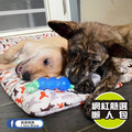 【歐卡迷你健齒3合1組】狗狗牙齒保健玩具(小型犬)|三件入、潔牙按摩、幼犬推薦_4 【歐卡迷你健齒3合1組】狗狗牙齒保健玩具(小型犬)|三件入、潔牙按摩、幼犬推薦_4