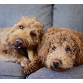 【狗狗潔牙玩具】耐咬史迪克2件組(M/中型犬)原木味+BBQ烤肉木風味_8 【狗狗潔牙玩具】耐咬史迪克2件組(M/中型犬)原木味+BBQ烤肉木風味_8