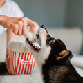 【P.L.A.Y.星光好萊塢Hollywoof Cinema】5件組 寵物陪伴、抗憂鬱玩具_6 【P.L.A.Y.星光好萊塢Hollywoof Cinema】5件組 寵物陪伴、抗憂鬱玩具_6