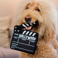 【P.L.A.Y.星光好萊塢Hollywoof Cinema】5件組 寵物陪伴、抗憂鬱玩具_15 【P.L.A.Y.星光好萊塢Hollywoof Cinema】5件組 寵物陪伴、抗憂鬱玩具_15