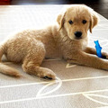 【耐咬史迪克2件組】狗狗潔牙玩具 S 號(幼及小型犬 3–11kg 適用)_5 【耐咬史迪克2件組】狗狗潔牙玩具 S 號(幼及小型犬 3–11kg 適用)_5
