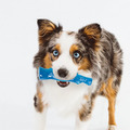 【耐咬史迪克2件組】狗狗潔牙玩具 S 號(幼及小型犬 3–11kg 適用)_3 【耐咬史迪克2件組】狗狗潔牙玩具 S 號(幼及小型犬 3–11kg 適用)_3