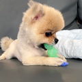 【歐卡迷你健齒3合1組】狗狗牙齒保健玩具(小型犬)|三件入、潔牙按摩、幼犬推薦_3 【歐卡迷你健齒3合1組】狗狗牙齒保健玩具(小型犬)|三件入、潔牙按摩、幼犬推薦_3