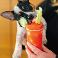 【P.L.A.Y.汪汪叫早午餐Barking Brunch】5件組(正常/迷你尺寸)寵物陪伴、抗憂鬱玩具_15 【P.L.A.Y.汪汪叫早午餐Barking Brunch】5件組(正常/迷你尺寸)寵物陪伴、抗憂鬱玩具_15