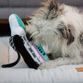 【P.L.A.Y.狗狗好行Canine Commute】5件組 寵物陪伴、抗憂鬱玩具_16 【P.L.A.Y.狗狗好行Canine Commute】5件組 寵物陪伴、抗憂鬱玩具_16