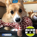 【P.L.A.Y.狂野動物園 Safari】5件組 寵物陪伴、抗憂鬱玩具_16 【P.L.A.Y.狂野動物園 Safari】5件組 寵物陪伴、抗憂鬱玩具_16