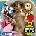 【P.L.A.Y.狂野動物園 Safari】5件組 寵物陪伴、抗憂鬱玩具_3 【P.L.A.Y.狂野動物園 Safari】5件組 寵物陪伴、抗憂鬱玩具_3