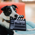 【P.L.A.Y.星光好萊塢Hollywoof Cinema】5件組 寵物陪伴、抗憂鬱玩具_16 【P.L.A.Y.星光好萊塢Hollywoof Cinema】5件組 寵物陪伴、抗憂鬱玩具_16