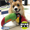 【P.L.A.Y.魅力珍禽Fetching Flock】5件組 寵物陪伴、抗憂鬱玩具_27 【P.L.A.Y.魅力珍禽Fetching Flock】5件組 寵物陪伴、抗憂鬱玩具_27