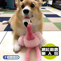 【P.L.A.Y.魅力珍禽Fetching Flock】5件組 寵物陪伴、抗憂鬱玩具_15 【P.L.A.Y.魅力珍禽Fetching Flock】5件組 寵物陪伴、抗憂鬱玩具_15