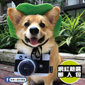 【P.L.A.Y.派頭小子Mutt Hatter】5件組 寵物陪伴、抗憂鬱玩具_23 【P.L.A.Y.派頭小子Mutt Hatter】5件組 寵物陪伴、抗憂鬱玩具_23