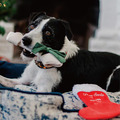 【P.L.A.Y.汪汪聖誕Merry Woofmas】5件組 寵物陪伴、抗憂鬱玩具_19 【P.L.A.Y.汪汪聖誕Merry Woofmas】5件組 寵物陪伴、抗憂鬱玩具_19