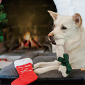 【P.L.A.Y.汪汪聖誕Merry Woofmas】5件組 寵物陪伴、抗憂鬱玩具_20 【P.L.A.Y.汪汪聖誕Merry Woofmas】5件組 寵物陪伴、抗憂鬱玩具_20