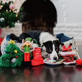 【P.L.A.Y.汪汪聖誕Merry Woofmas】5件組 寵物陪伴、抗憂鬱玩具_2 【P.L.A.Y.汪汪聖誕Merry Woofmas】5件組 寵物陪伴、抗憂鬱玩具_2