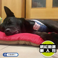 【P.L.A.Y. 四季舒活墊Chill Pad】(朱紅/5尺寸) 寵物睡床、坐墊_3 【P.L.A.Y. 四季舒活墊Chill Pad】(朱紅/5尺寸) 寵物睡床、坐墊_3