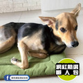 【P.L.A.Y. 四季舒活墊Chill Pad】(森林綠/5尺寸) 寵物睡床、坐墊_4 【P.L.A.Y. 四季舒活墊Chill Pad】(森林綠/5尺寸) 寵物睡床、坐墊_4