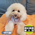 【P.L.A.Y. 四季舒活墊Chill Pad】(南瓜橘/5尺寸) 寵物睡床、坐墊_3 【P.L.A.Y. 四季舒活墊Chill Pad】(南瓜橘/5尺寸) 寵物睡床、坐墊_3