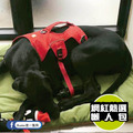 【P.L.A.Y. 四季舒活墊Chill Pad】(森林綠/5尺寸) 寵物睡床、坐墊_5 【P.L.A.Y. 四季舒活墊Chill Pad】(森林綠/5尺寸) 寵物睡床、坐墊_5