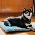 【P.L.A.Y. 四季舒活墊Chill Pad】(湖水藍/5尺寸) 寵物睡床、坐墊_4 【P.L.A.Y. 四季舒活墊Chill Pad】(湖水藍/5尺寸) 寵物睡床、坐墊_4