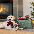 P.L.A.Y. 節日居家系列(5 件組)|Home for the Holidays|寵物陪伴、抗憂鬱玩具_6 P.L.A.Y. 節日居家系列(5 件組)|Home for the Holidays|寵物陪伴、抗憂鬱玩具_6