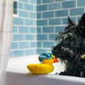 Play Pet Splish Splash 快樂洗澡趣系列|五款沐浴造型互動玩具_1 Play Pet Splish Splash 快樂洗澡趣系列|五款沐浴造型互動玩具_1