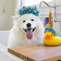 Play Pet Splish Splash 快樂洗澡趣系列|五款沐浴造型互動玩具_3 Play Pet Splish Splash 快樂洗澡趣系列|五款沐浴造型互動玩具_3
