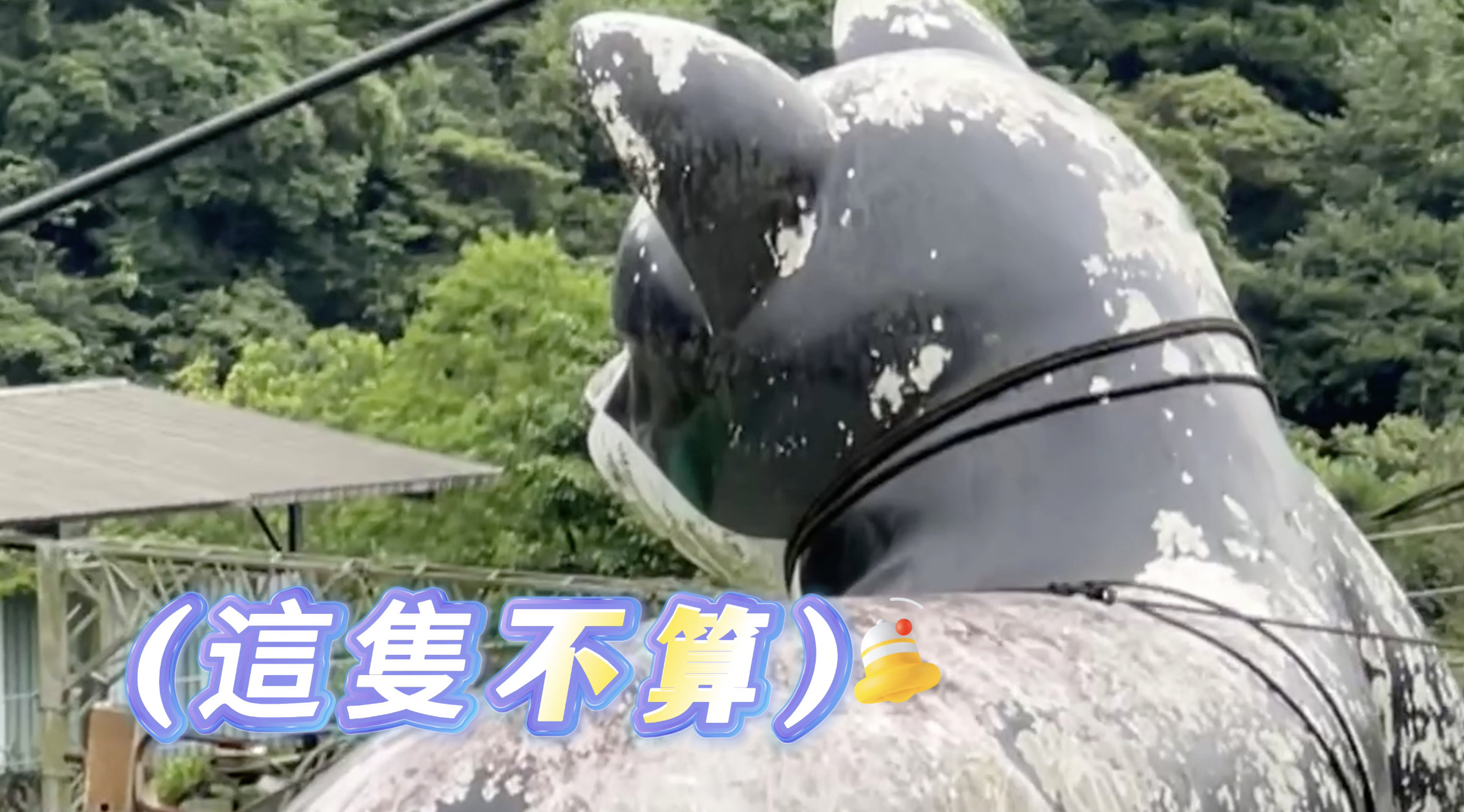 猴硐貓村 小貓在陽光下