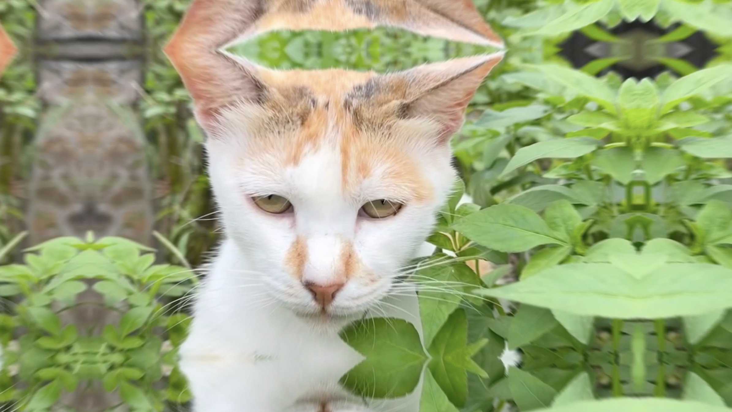 猴硐貓村 陽光下的鬍鬚