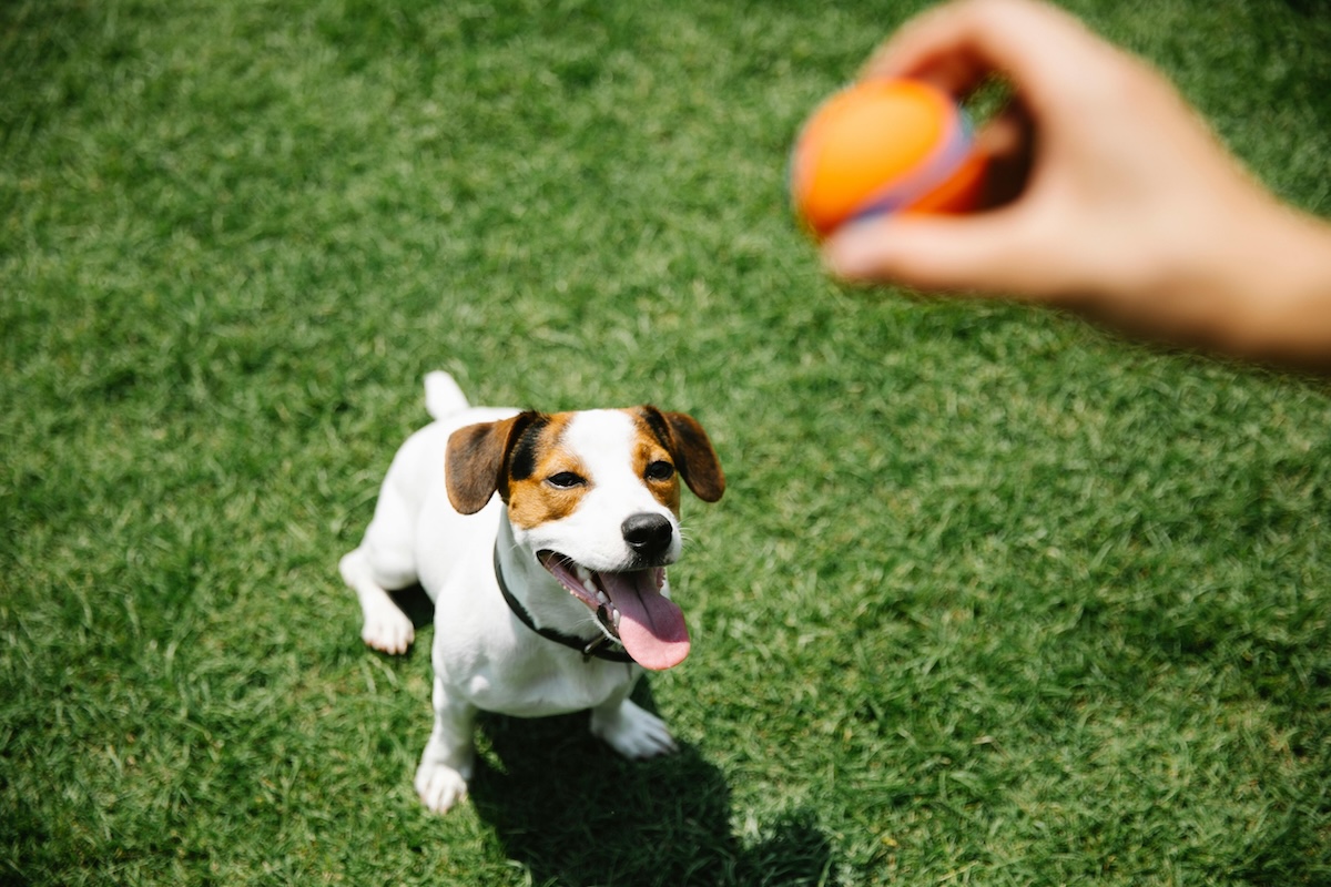 傑克羅素梗犬戶外活動