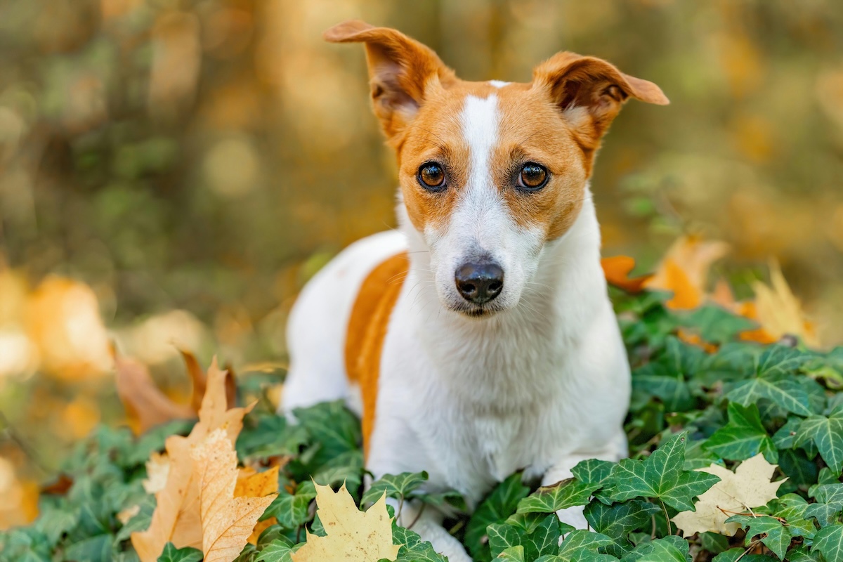 傑克羅素梗犬介紹