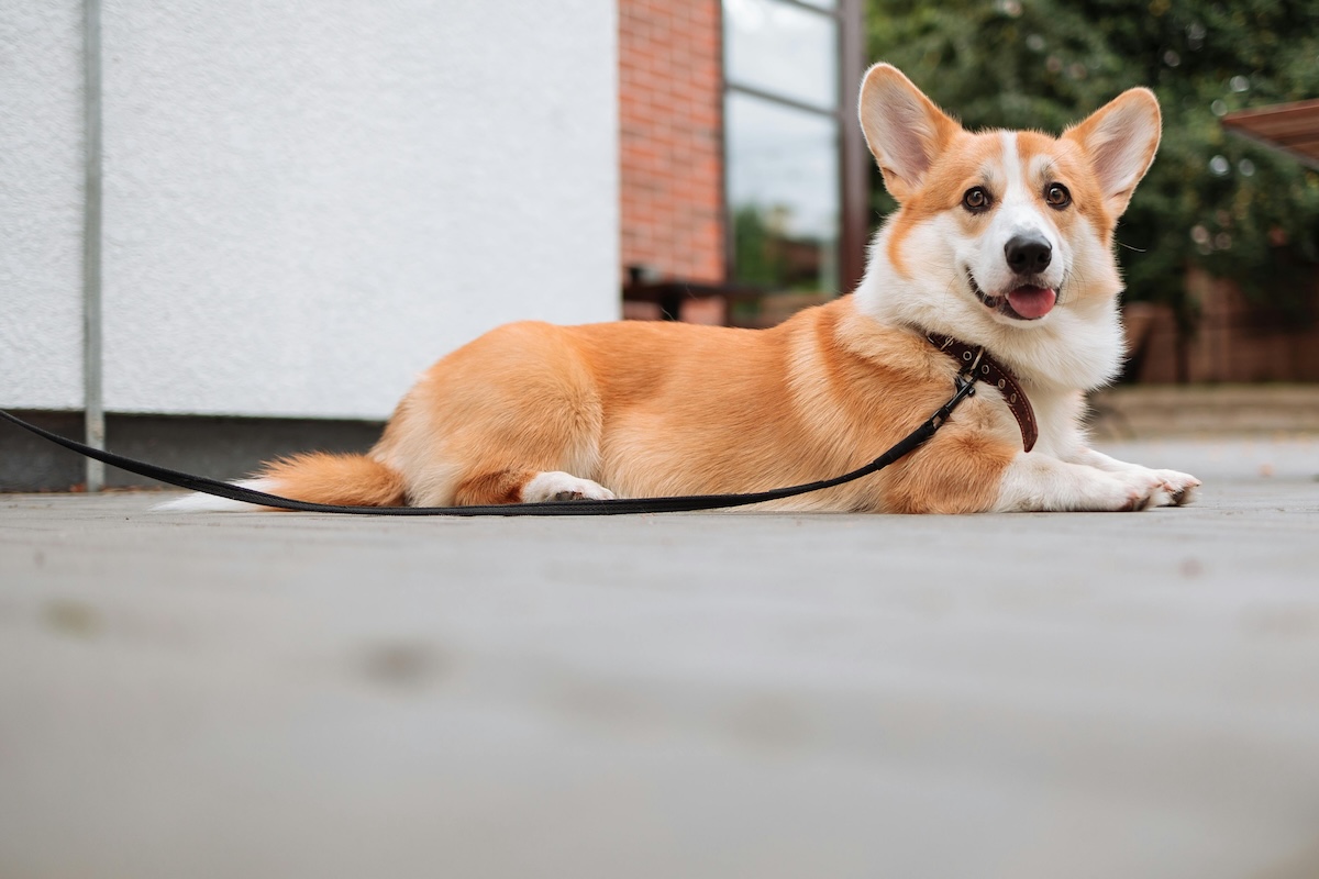 柯基犬日常生活