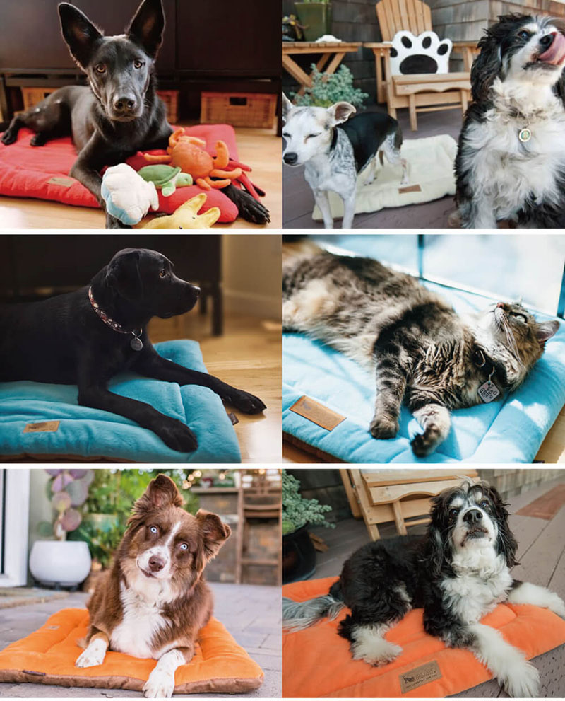 犬貓在多種顏色 P.L.A.Y. 四季舒活墊上休息