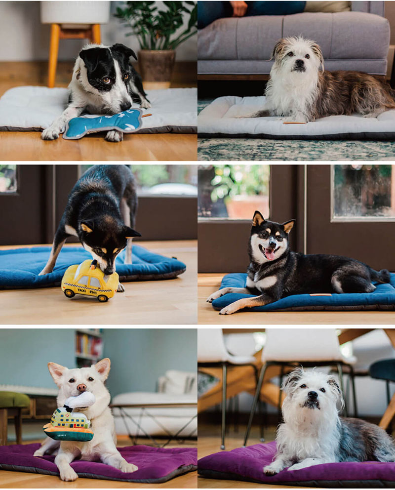 犬貓在藍色、紫色與灰色 P.L.A.Y. 四季舒活墊上休息