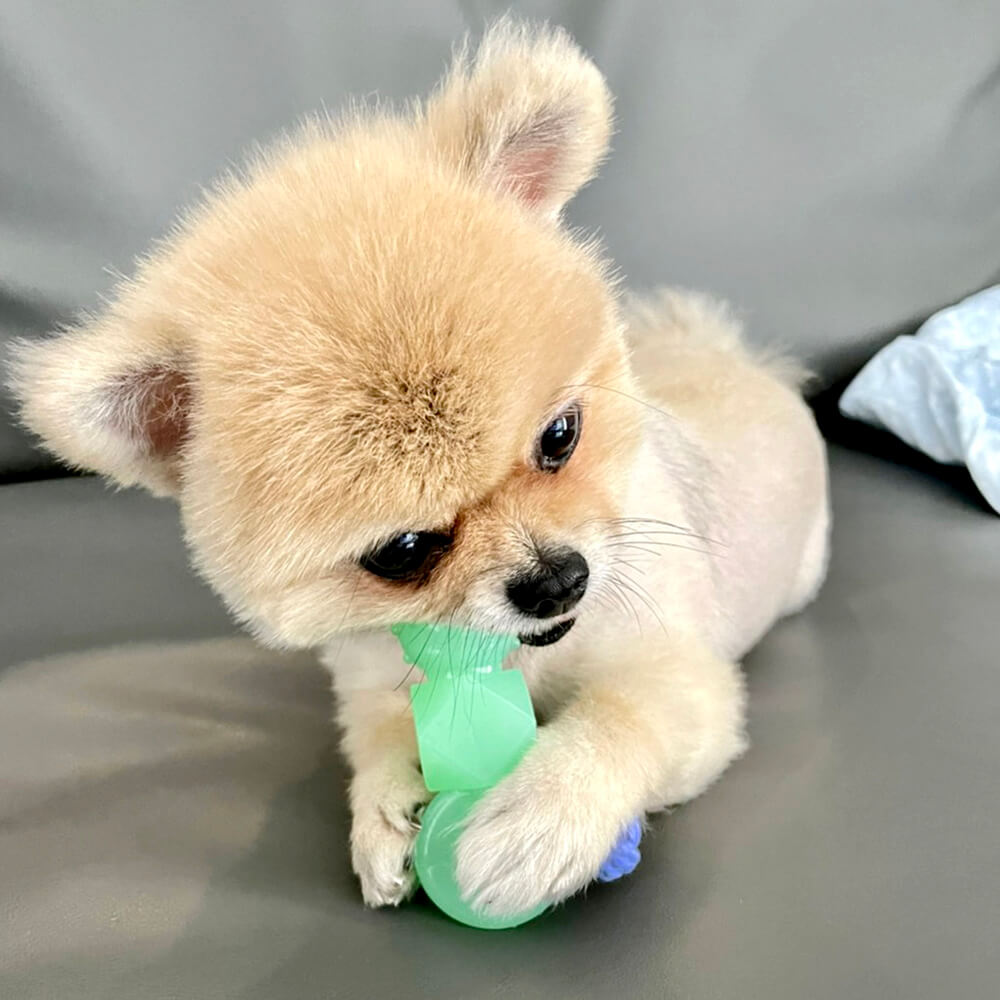 幼犬咬著歐卡迷你健齒玩具的情境
