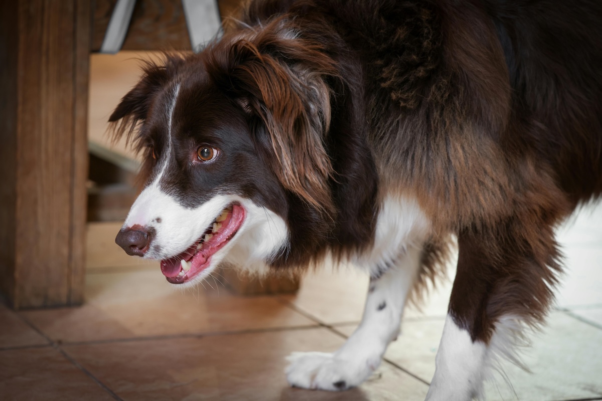 邊境牧羊犬運動需求