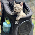 美國TravelCAT貓旅行 大貓專用寵物包-巨貓款 可折疊收納 (木炭灰) 緬因貓 挪威森林 橘貓 虎斑...大貓適合_7 美國TravelCAT貓旅行 大貓專用寵物包-巨貓款 可折疊收納 (木炭灰) 緬因貓 挪威森林 橘貓 虎斑...大貓適合_7