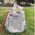美國TRAVELCAT 貓旅行大貓肥貓專用寵物後背包 敞篷全景窗-大貓款 可折疊收納 緬因貓 挪威森林 布偶貓都可_20 美國TRAVELCAT 貓旅行大貓肥貓專用寵物後背包 敞篷全景窗-大貓款 可折疊收納 緬因貓 挪威森林 布偶貓都可_20