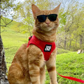 美國TRAVELCAT 貓旅行 貓專用背心+牽繩 透氣舒服不易逃脫 (我好紅)_1 美國TRAVELCAT 貓旅行 貓專用背心+牽繩 透氣舒服不易逃脫 (我好紅)_1