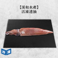 【溪和水產】活凍透抽-250g/包 【溪和水產】活凍透抽-250g/包